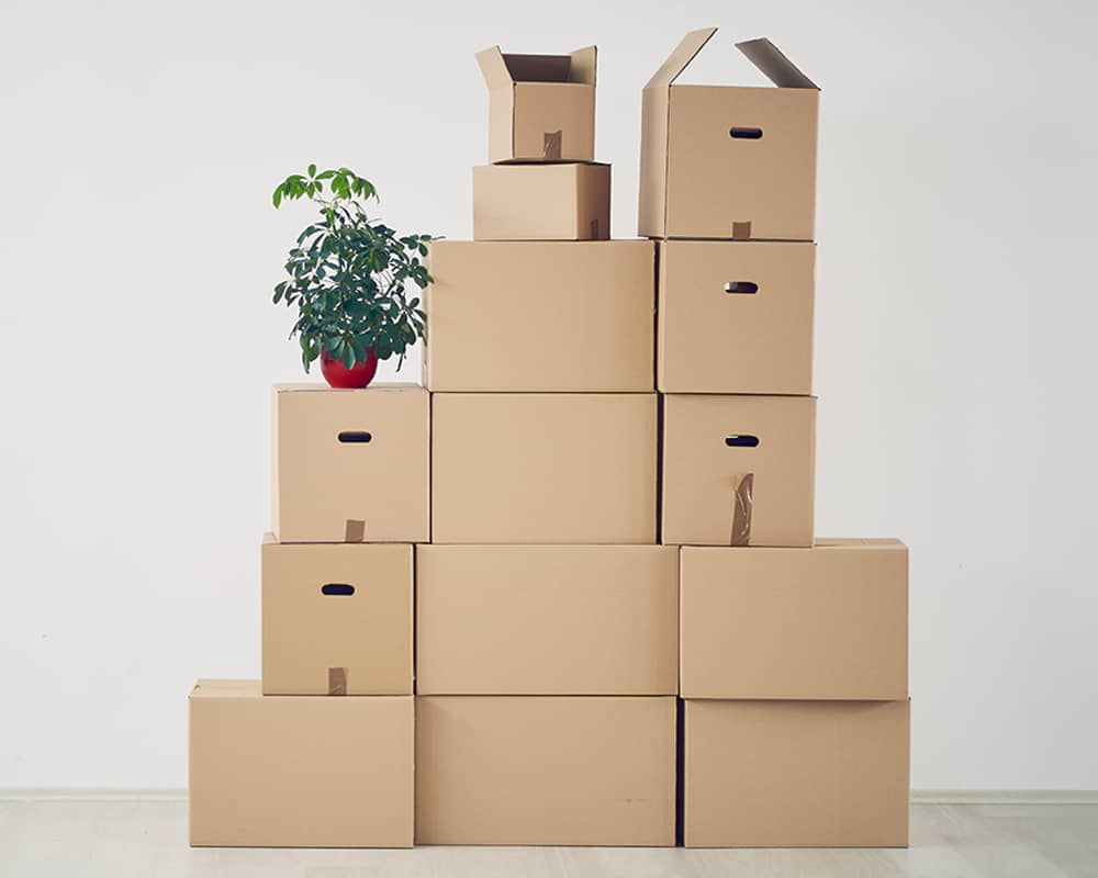 pile of cardboard boxes with one houseplant