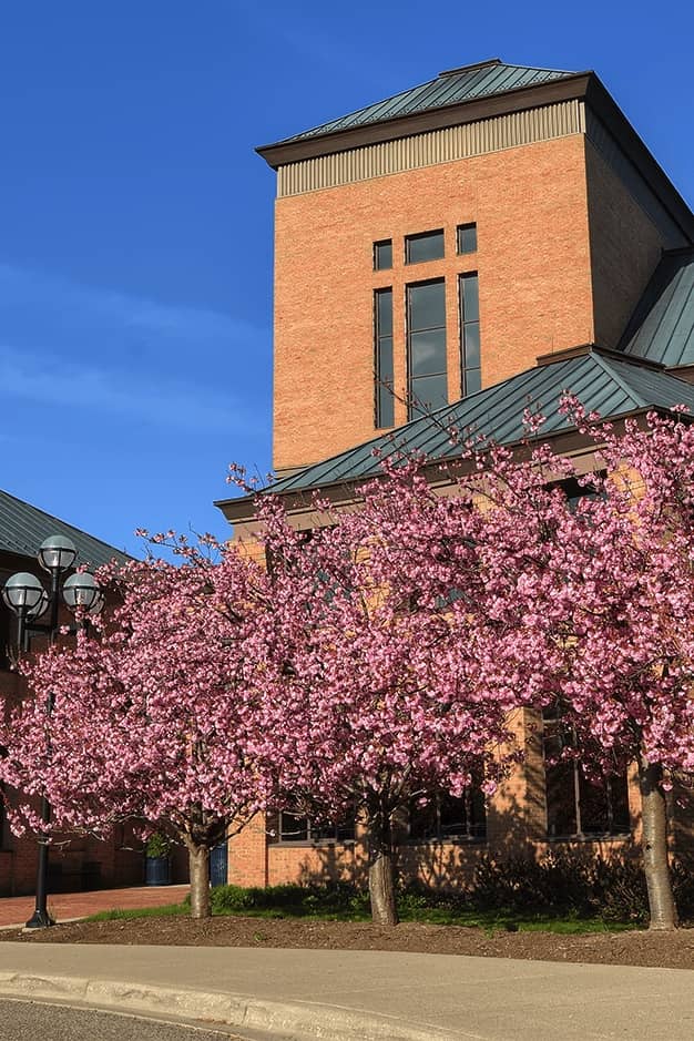 cherry blossom trees in front of brick building